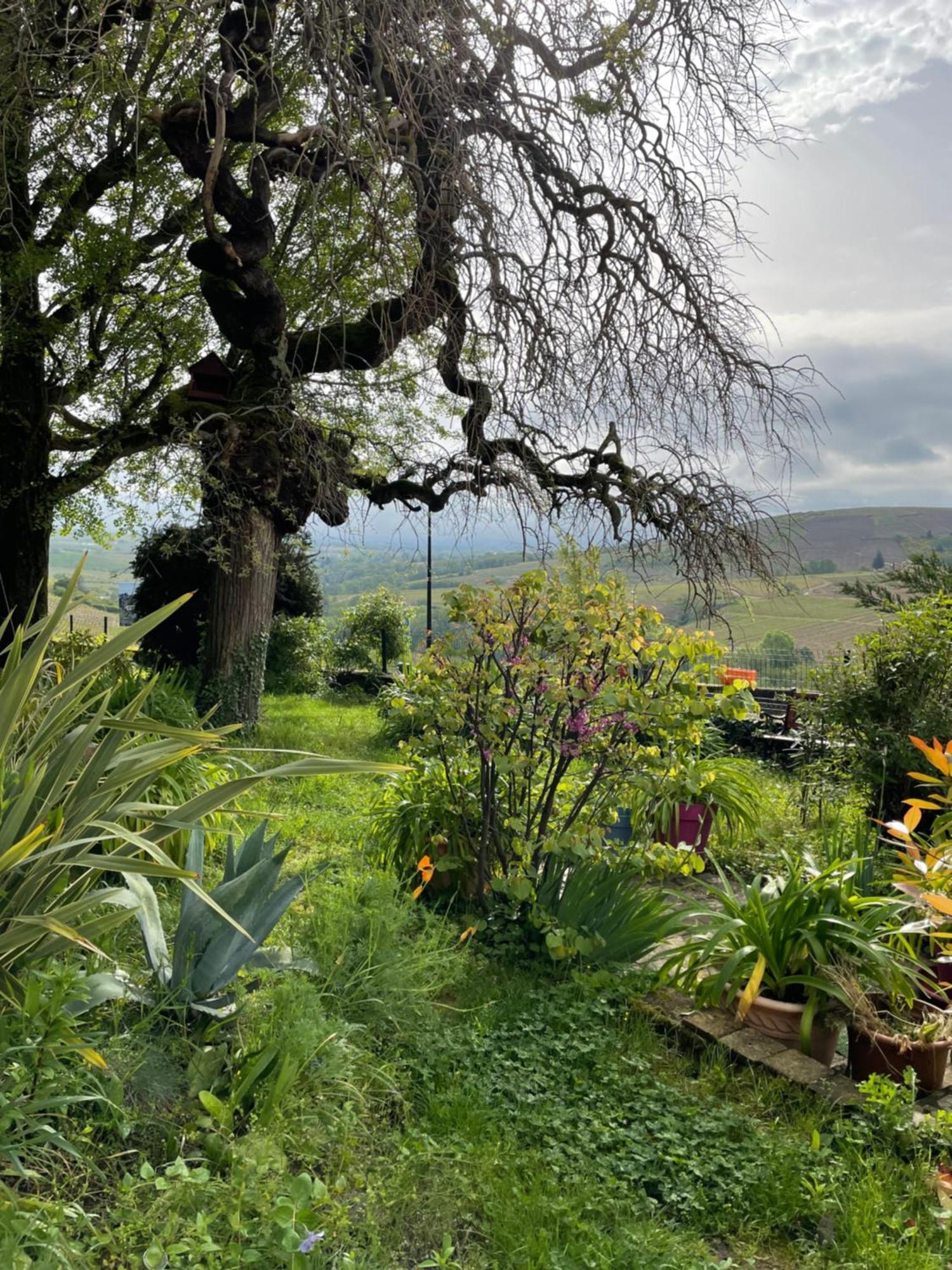 Bed and Breakfast Les Agapanthes Vaux-en-Beaujolais Exteriér fotografie