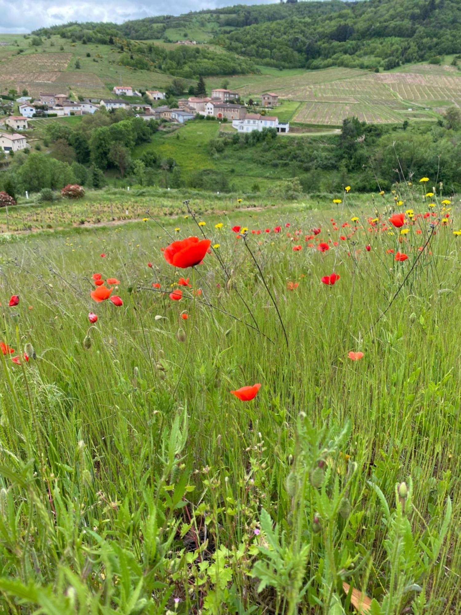 Bed and Breakfast Les Agapanthes Vaux-en-Beaujolais Exteriér fotografie